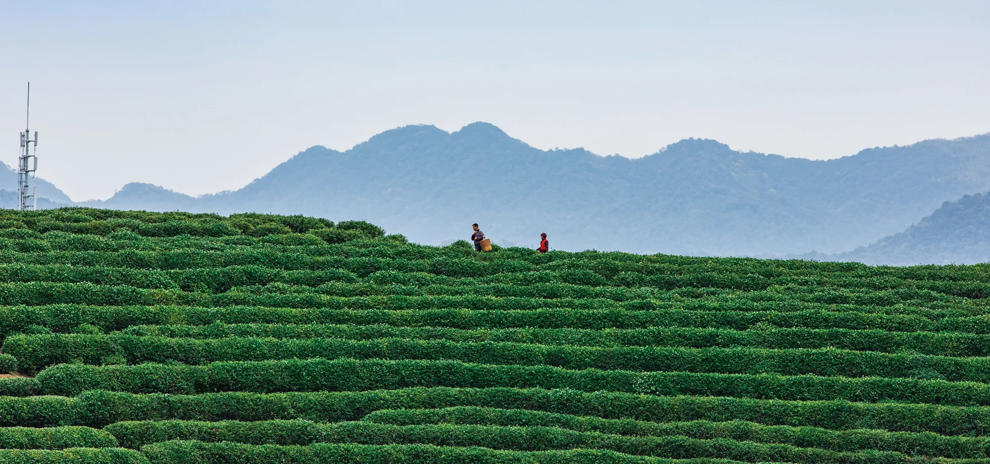 Longjing (Dragon Well) (龙井)